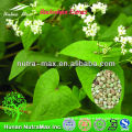 2014 China Manufacture Natural Buckwheat Leaf Extract Powder 20%,25%,30%,70% Flavonoids 4:1, 10:1